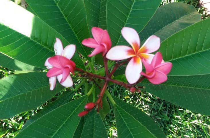 تمارين Comfy Home-Tropical Garden & 5 Min Walk To Beach المظهر الخارجي الصورة