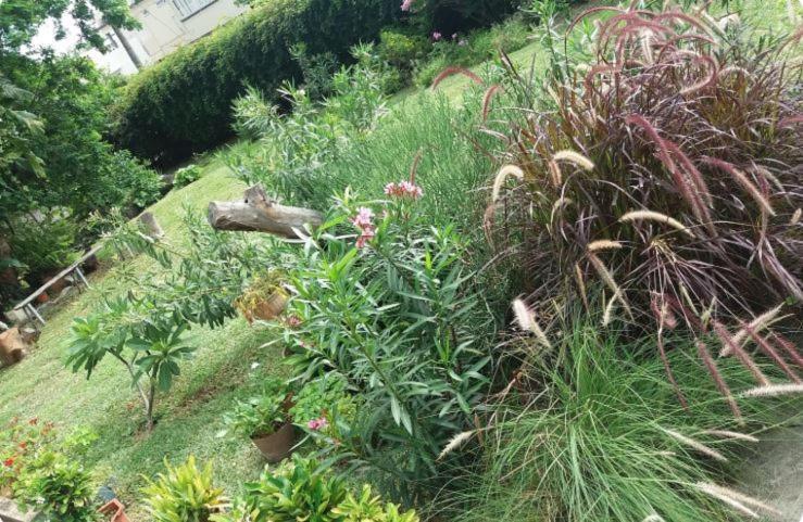تمارين Comfy Home-Tropical Garden & 5 Min Walk To Beach المظهر الخارجي الصورة